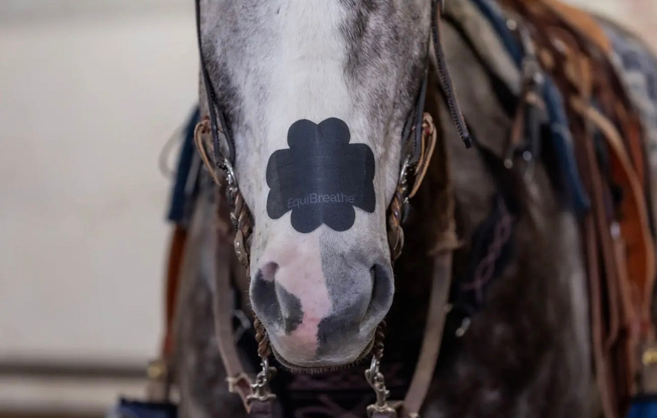 Black EquiBreathe